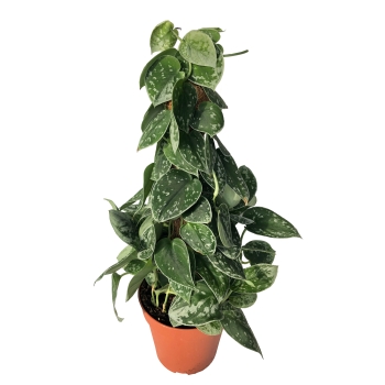 Scindapsus Pictus Silver Ann piramida